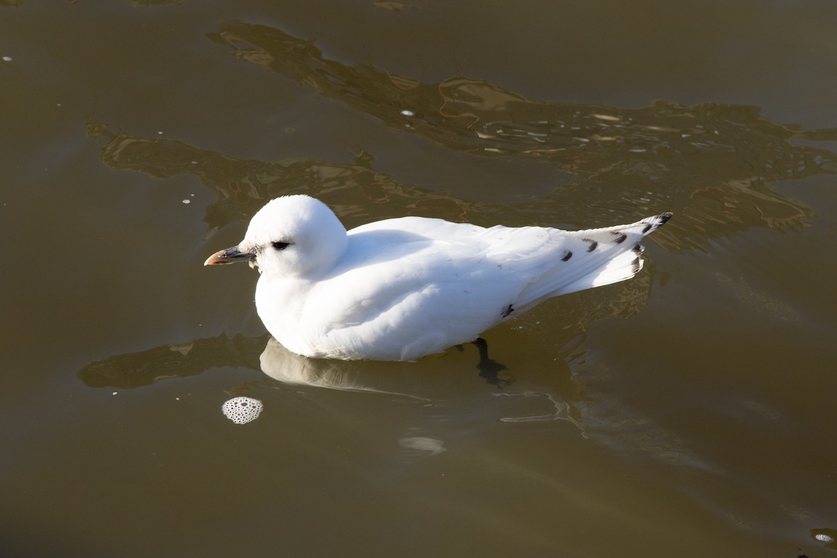 Ivory Gull - ML73279561