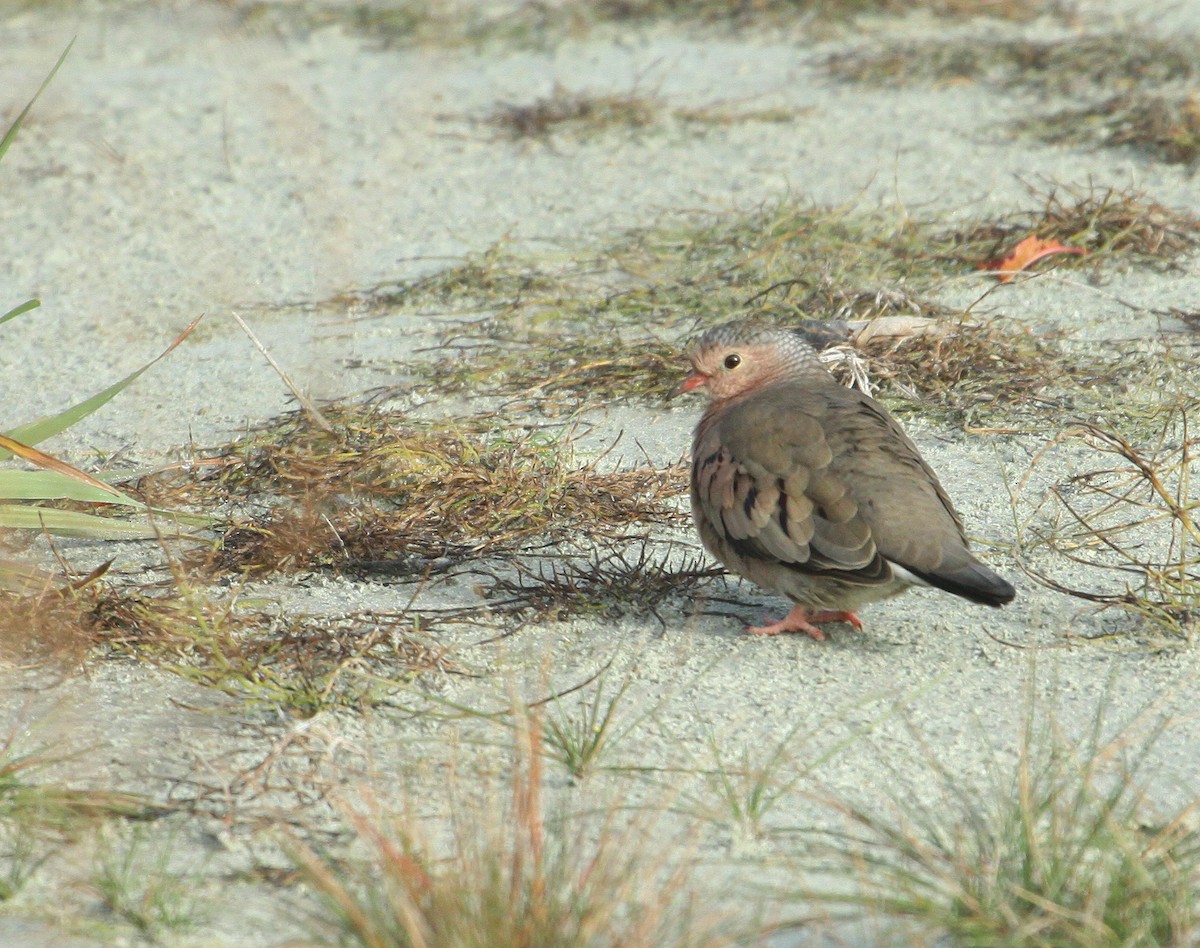 Common Ground Dove - ML73281851