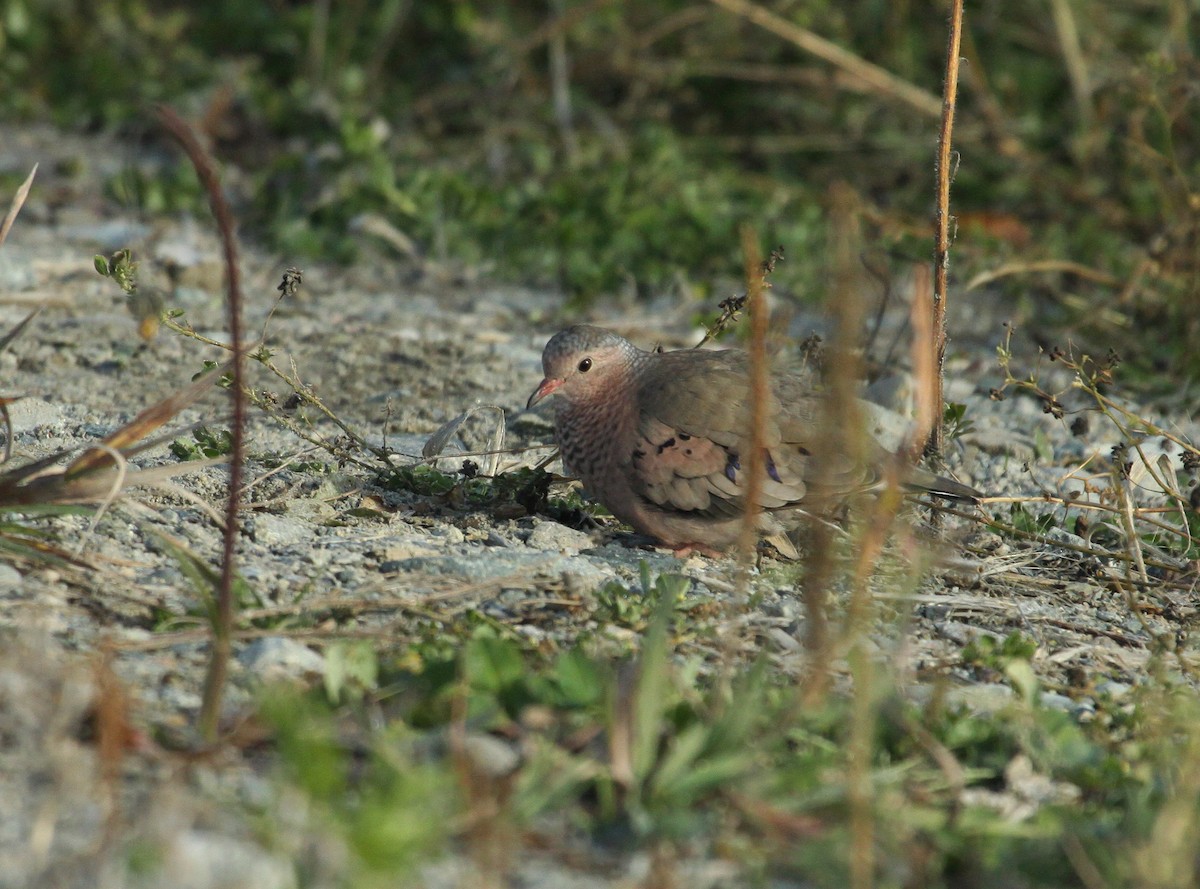 Common Ground Dove - ML73281871