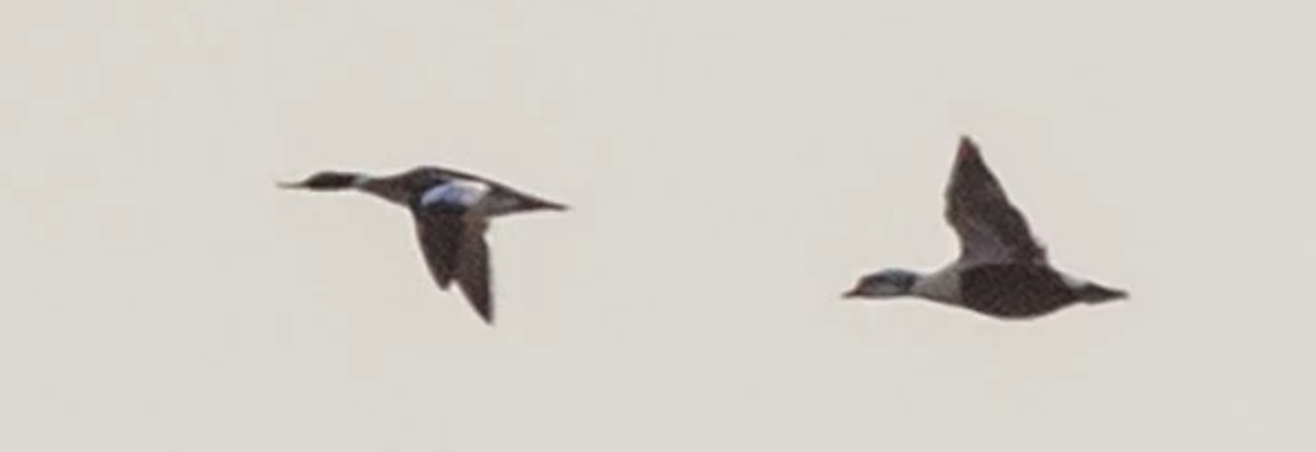 King Eider - Brandon Holden