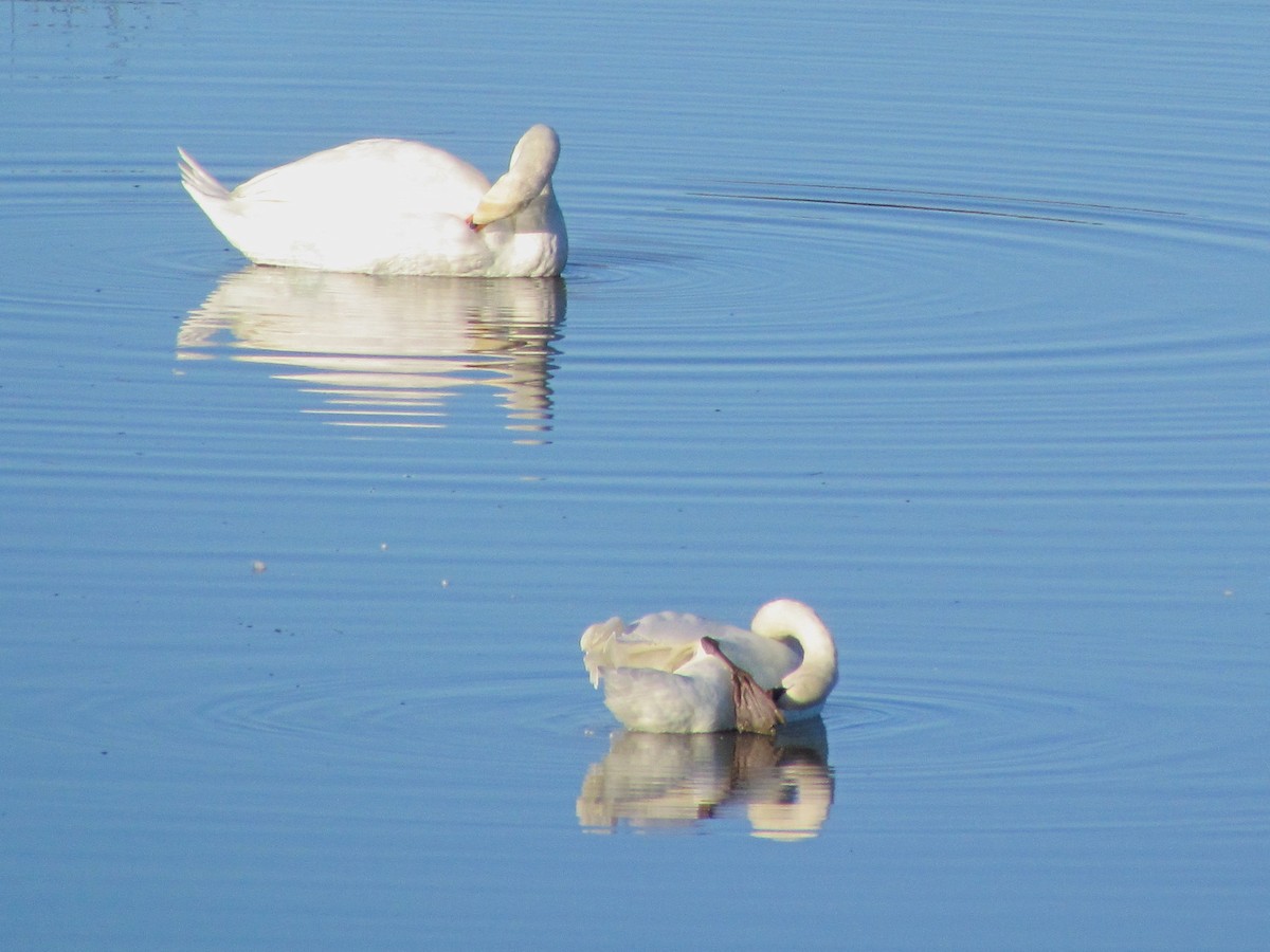 Cygne tuberculé - ML73283201