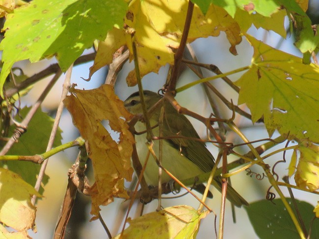 Red-eyed Vireo - ML73283271