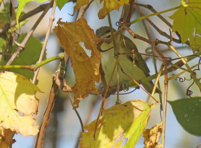 Red-eyed Vireo - ML73283521