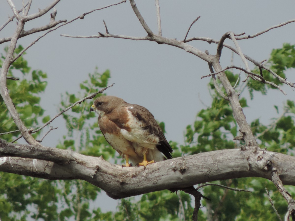 Swainson's Hawk - ML73283951