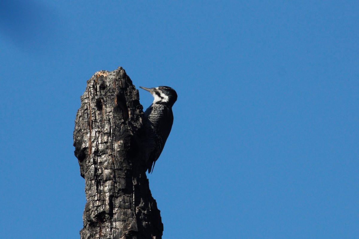 Black-backed Woodpecker - Micah Silver