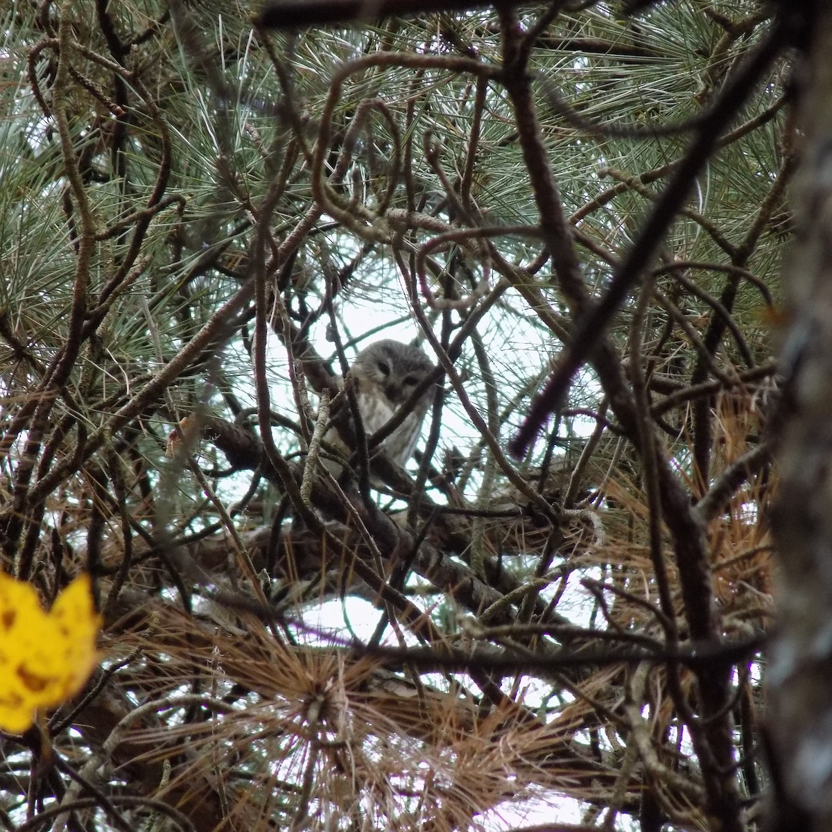 Northern Saw-whet Owl - ML73285281