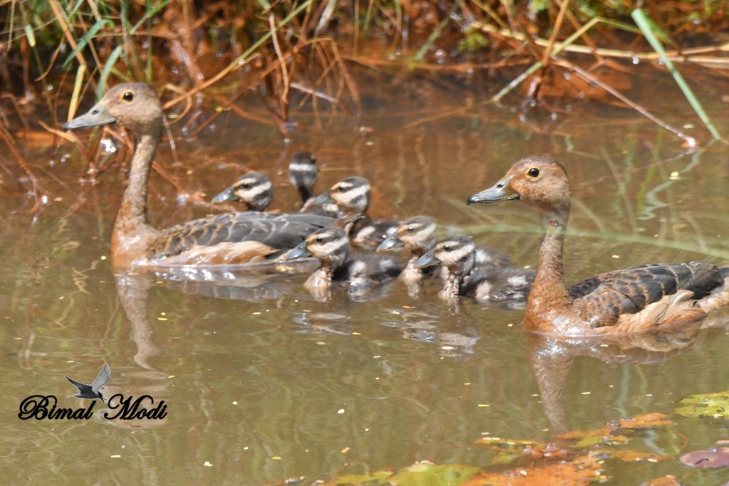 Lesser Whistling-Duck - Bimal Modi