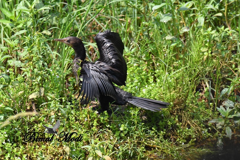 Little Cormorant - ML73286561