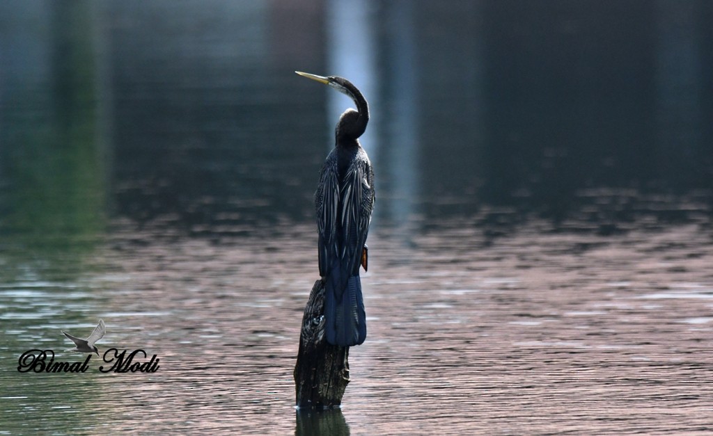 Anhinga Asiática - ML73286691