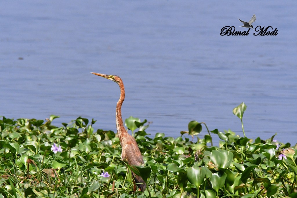 Purple Heron - ML73286801