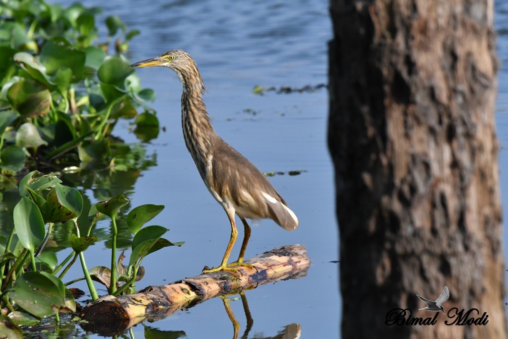 Indian Pond-Heron - ML73286841