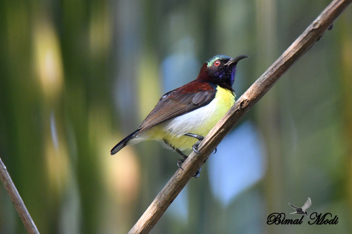 Purple-rumped Sunbird - Bimal Modi