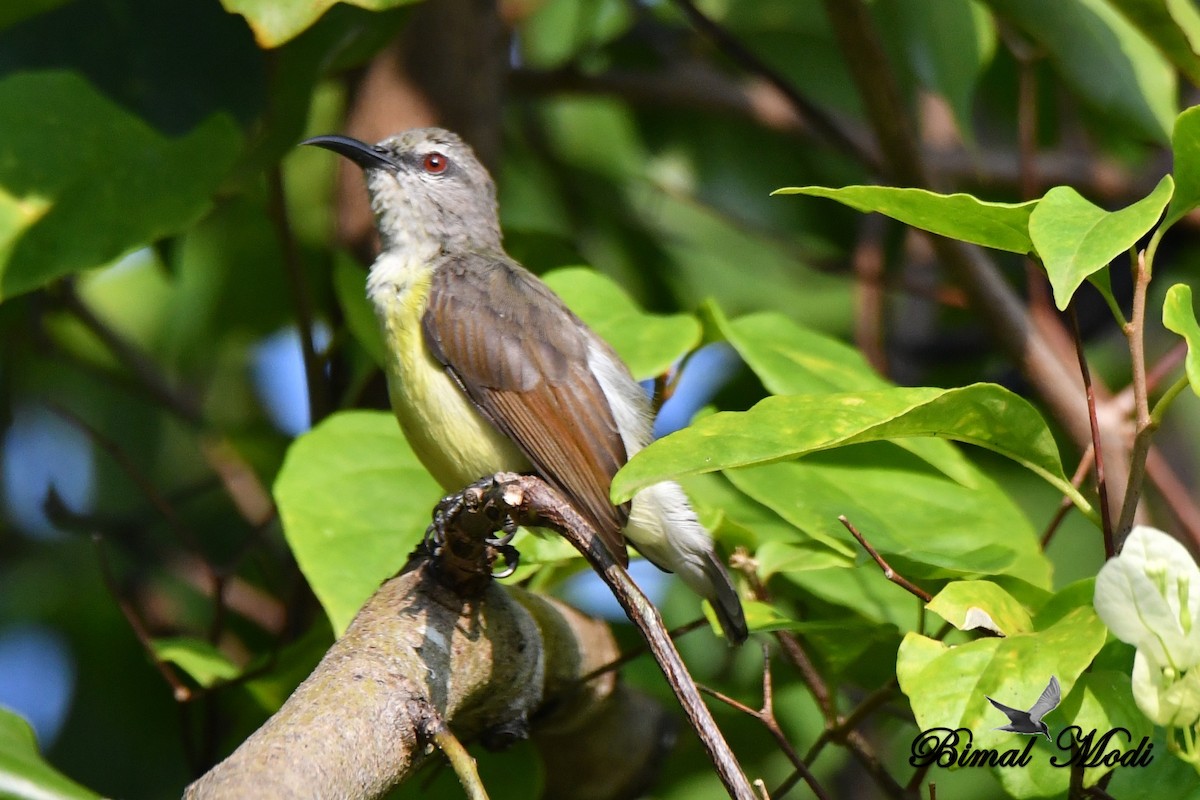 Purple-rumped Sunbird - ML73287131