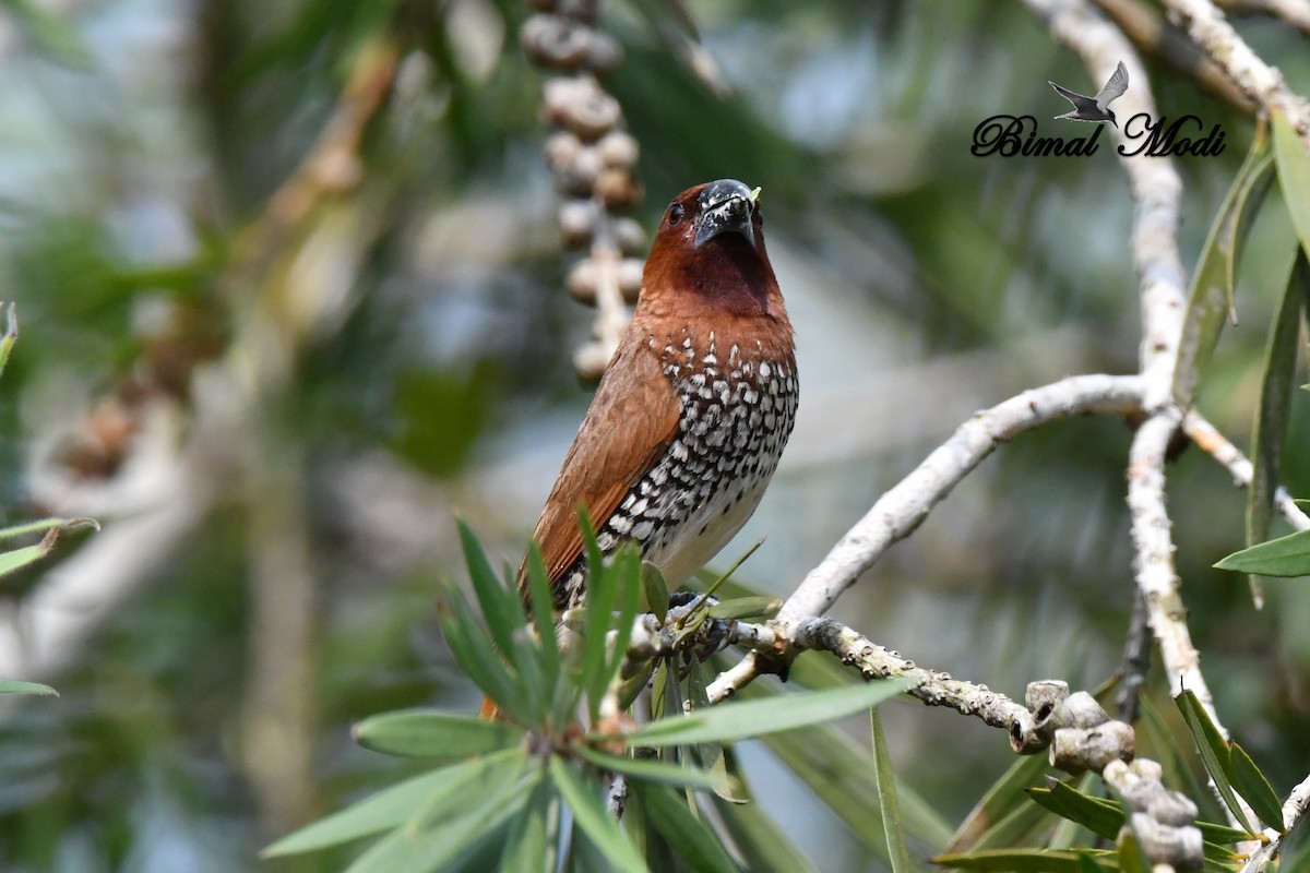 Scaly-breasted Munia - ML73287851