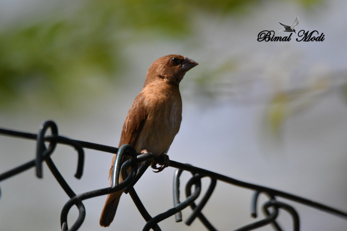 Scaly-breasted Munia - ML73287961