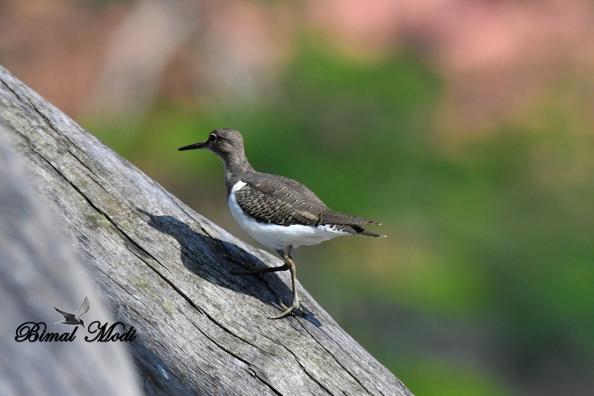 Common Sandpiper - Bimal Modi