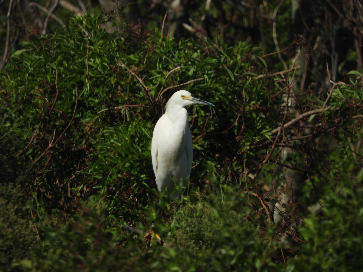 Snowy Egret - Bayard Nicklow
