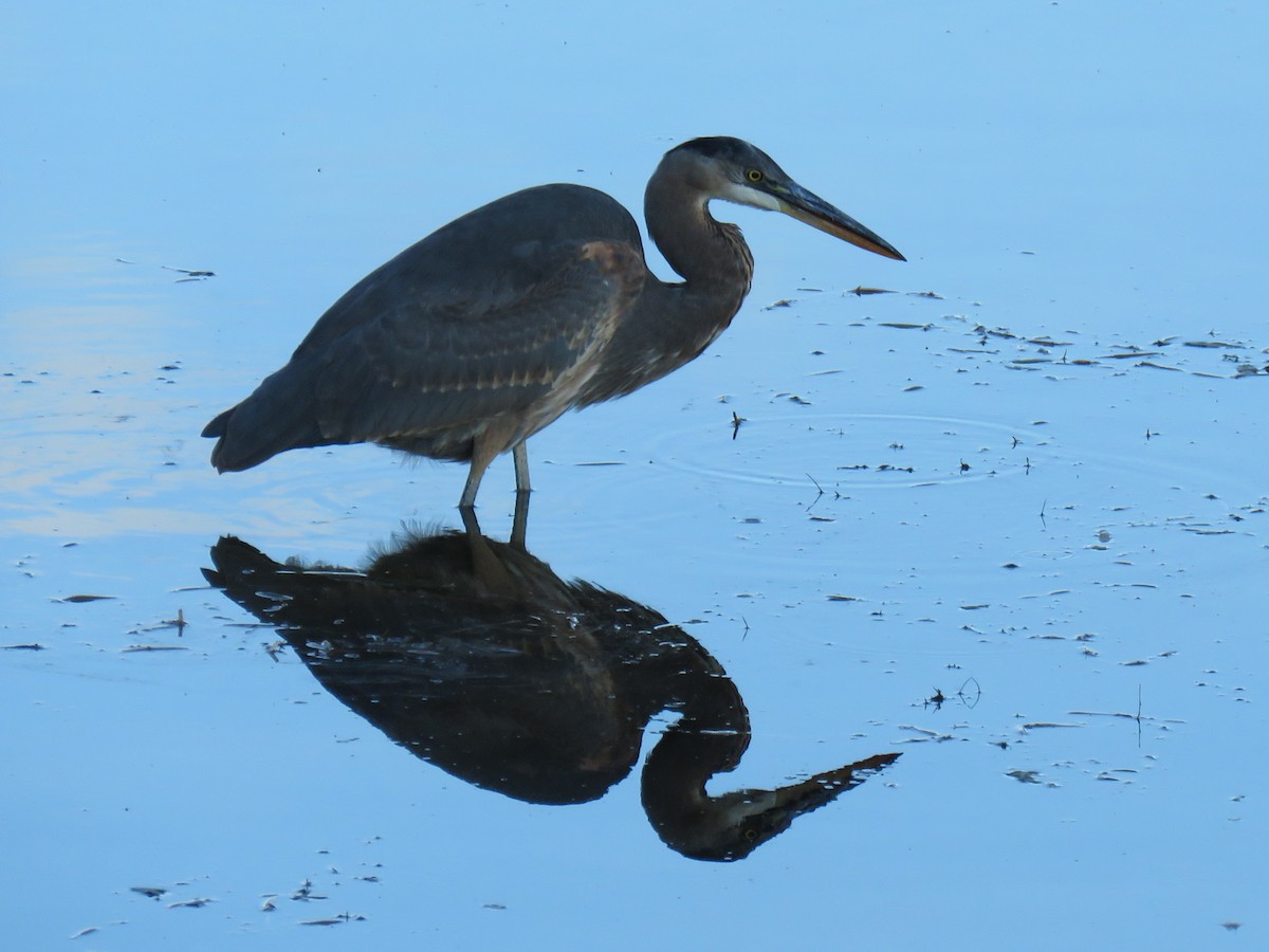 Great Blue Heron - ML73289921