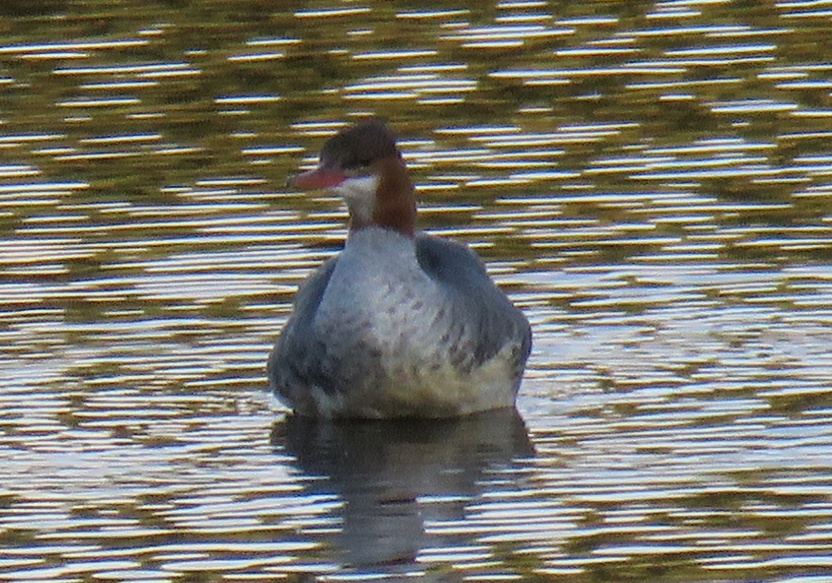 Common Merganser - Ron Batie