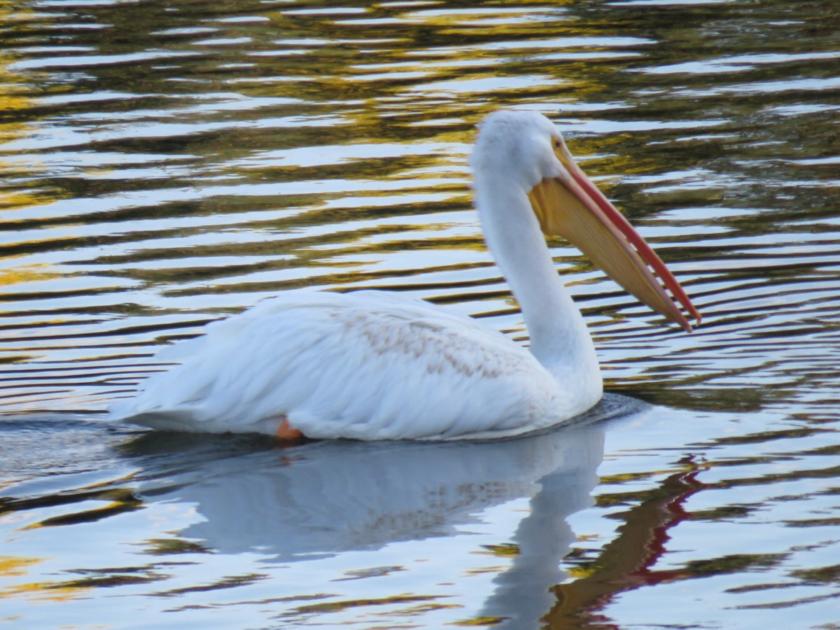 American White Pelican - ML73290431