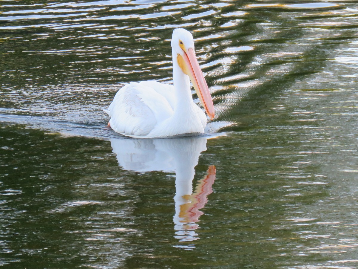 American White Pelican - Ron Batie