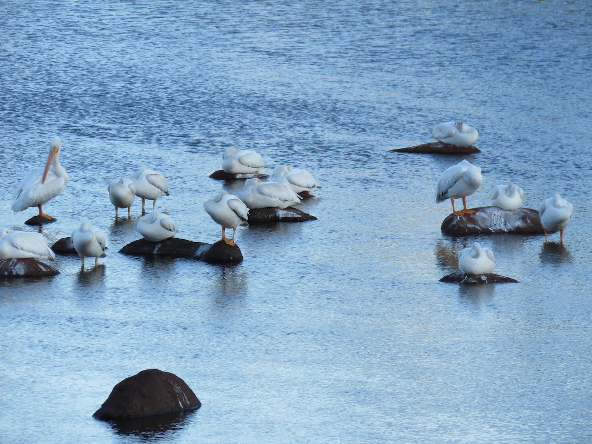 pelikán severoamerický - ML73290451