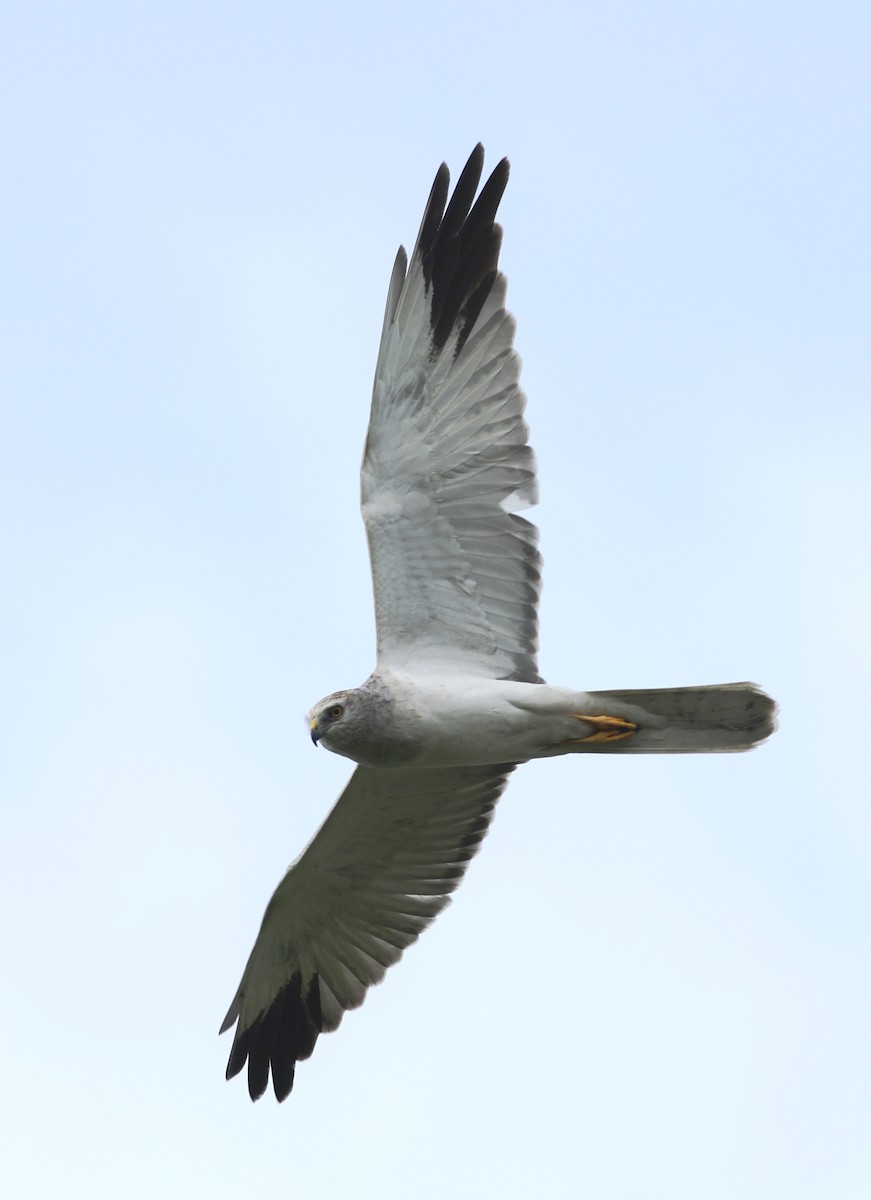 Pallid Harrier - Vikas Madhav Nagarajan