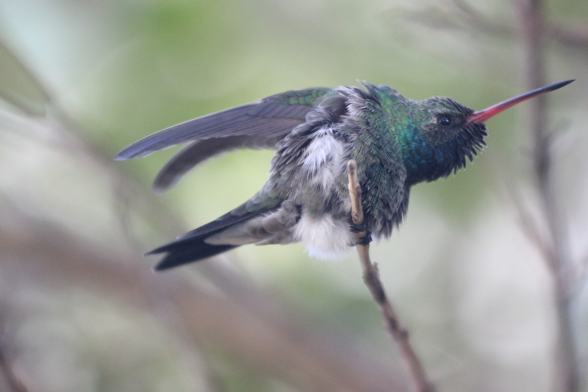 Colibrí Piquiancho Común - ML73292231