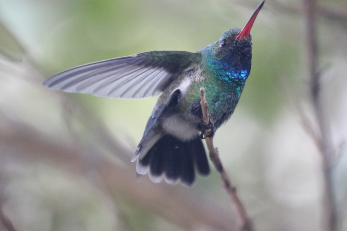 Colibrí Piquiancho Común - ML73292241