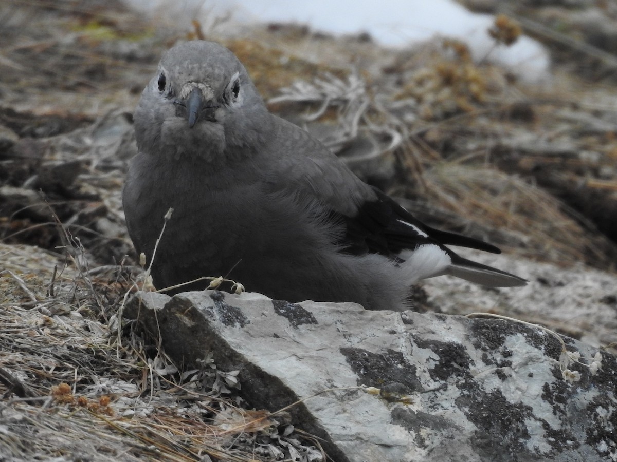 Clark's Nutcracker - ML73292541