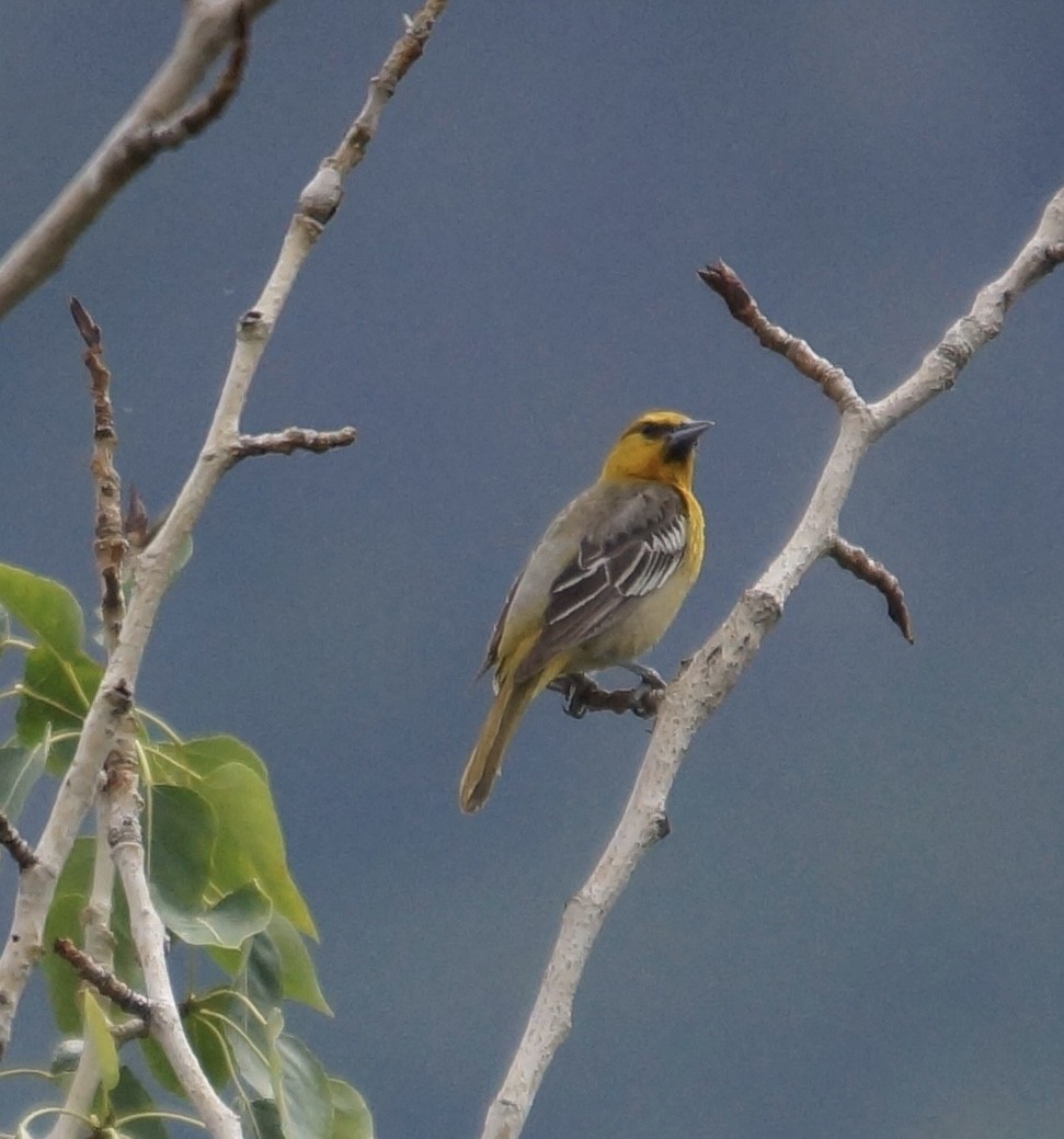 Oriole de Bullock - ML73293521