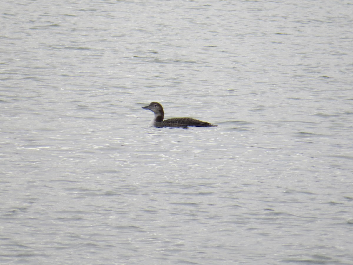 Common Loon - ML73293591