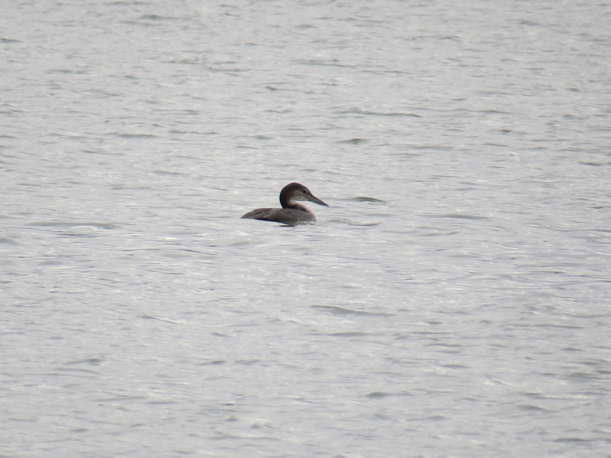 Common Loon - ML73293621