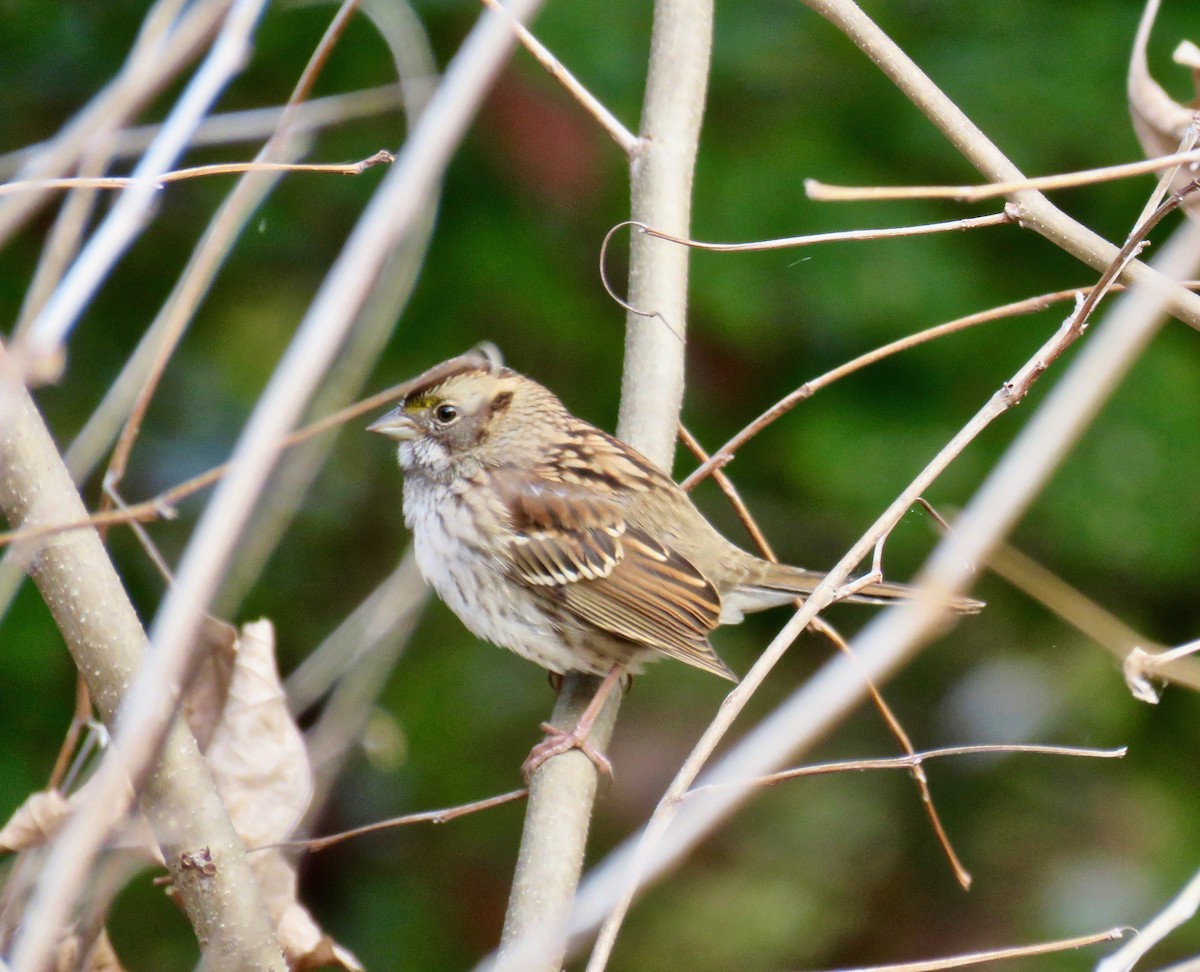 White-throated Sparrow - Ann Tanner