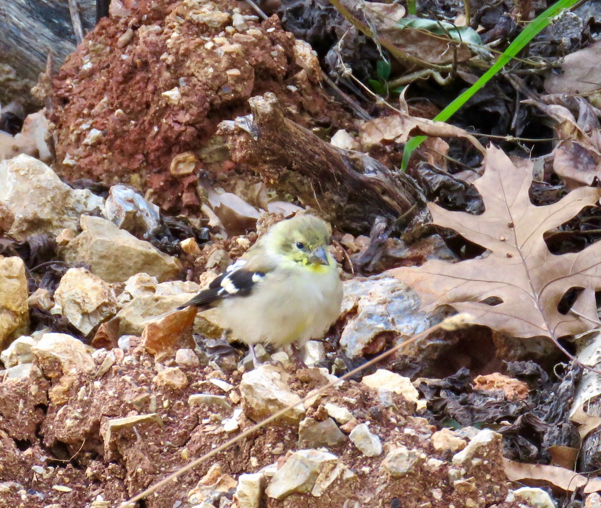 Chardonneret jaune - ML73294661