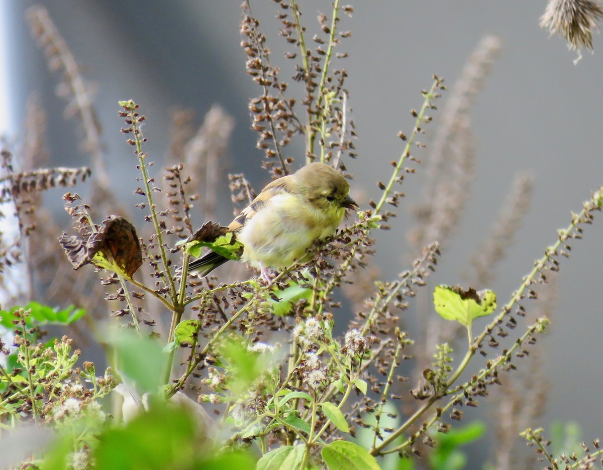 American Goldfinch - ML73294691