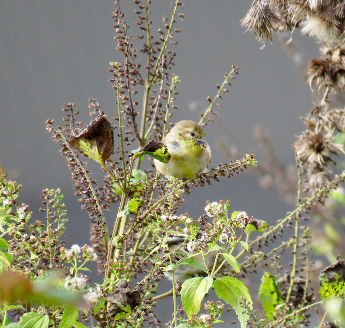 American Goldfinch - ML73294701