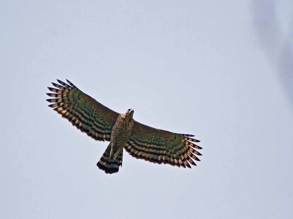 orel srílanský - ML73295251