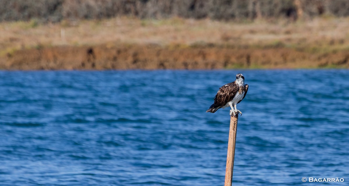 Balbuzard pêcheur - ML73298571