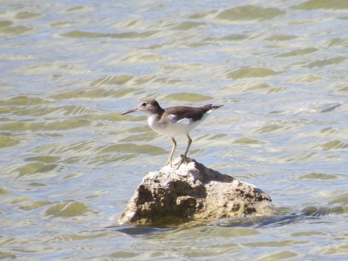 Spotted Sandpiper - ML73302221