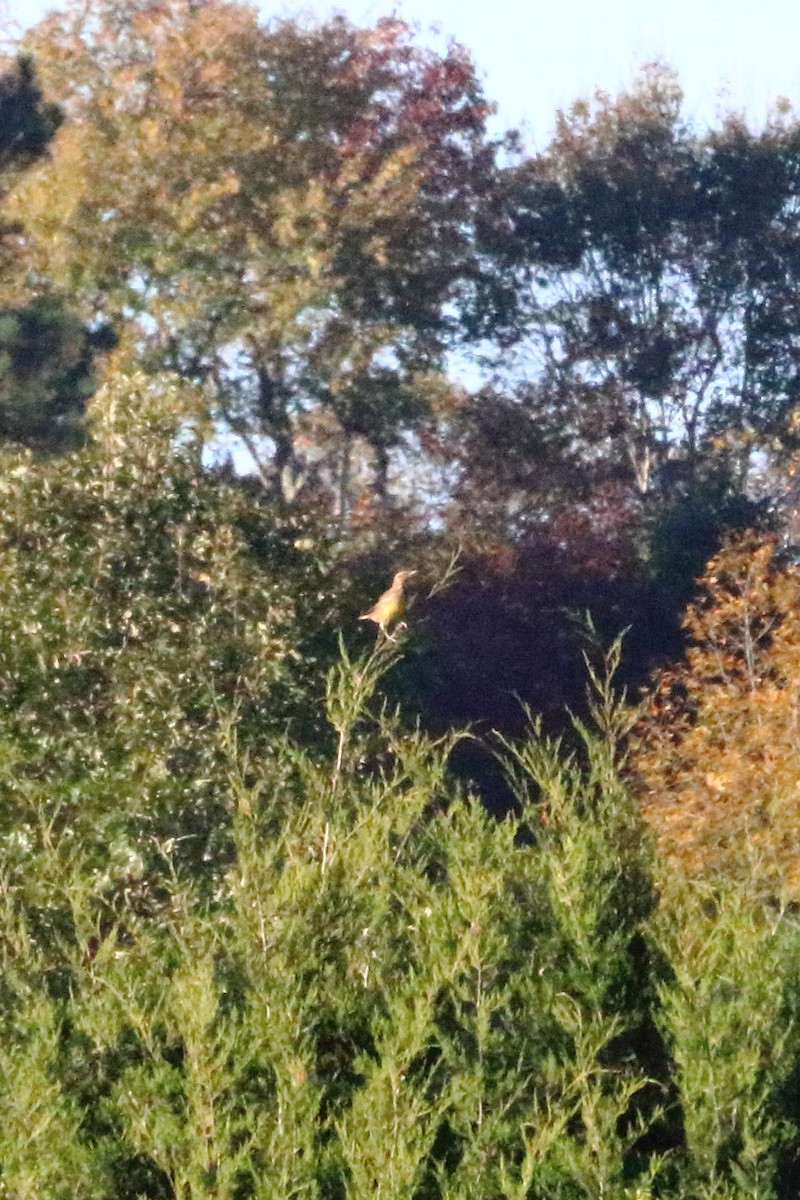Eastern Meadowlark - ML73303931