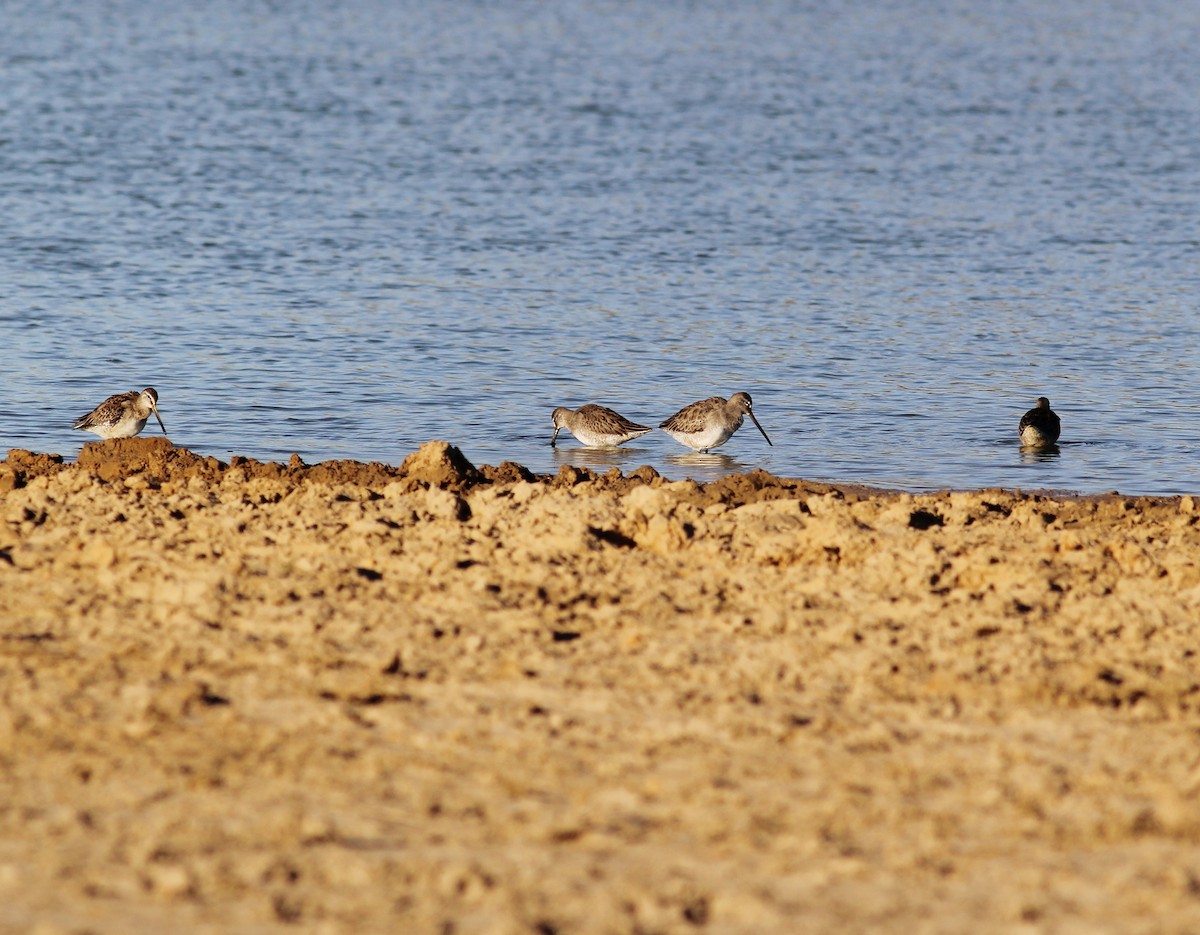 Long-billed Dowitcher - ML73304651