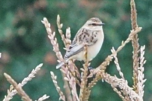 Whinchat - ML73304711