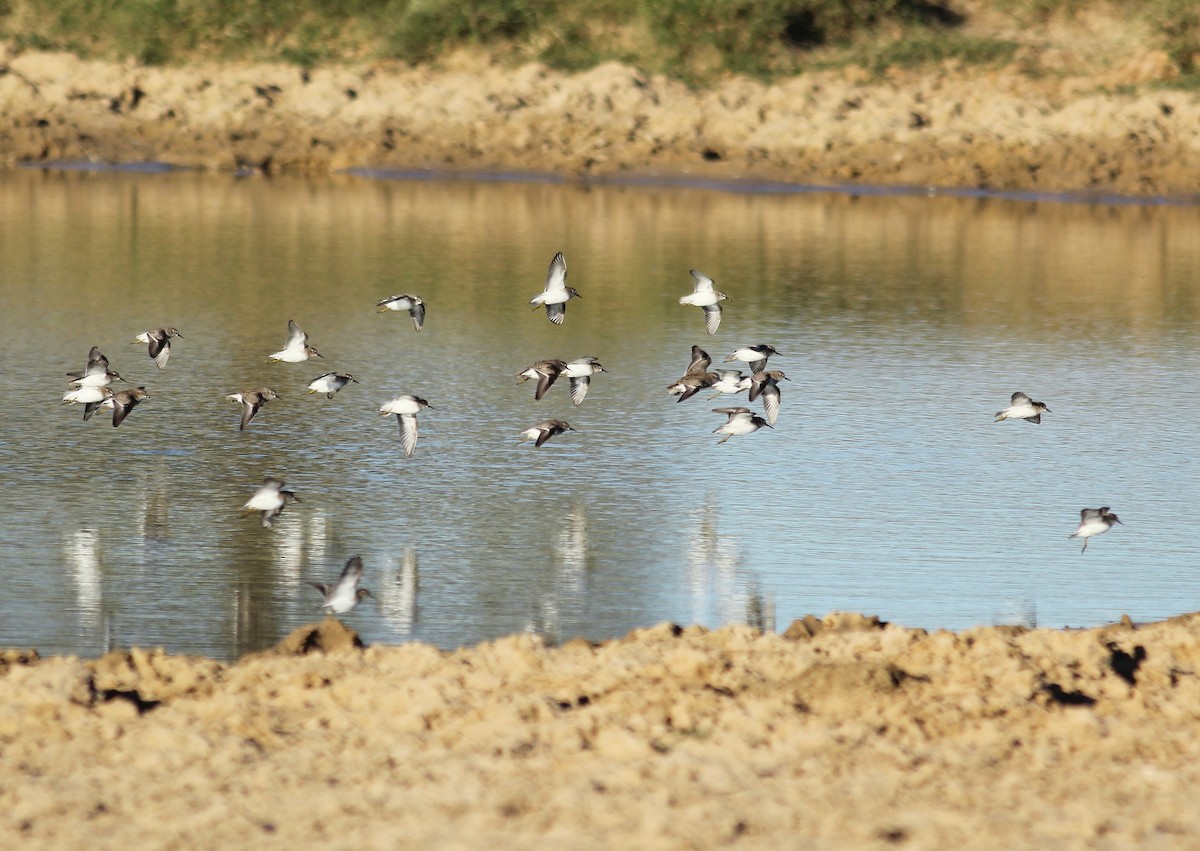 Least Sandpiper - ML73304741