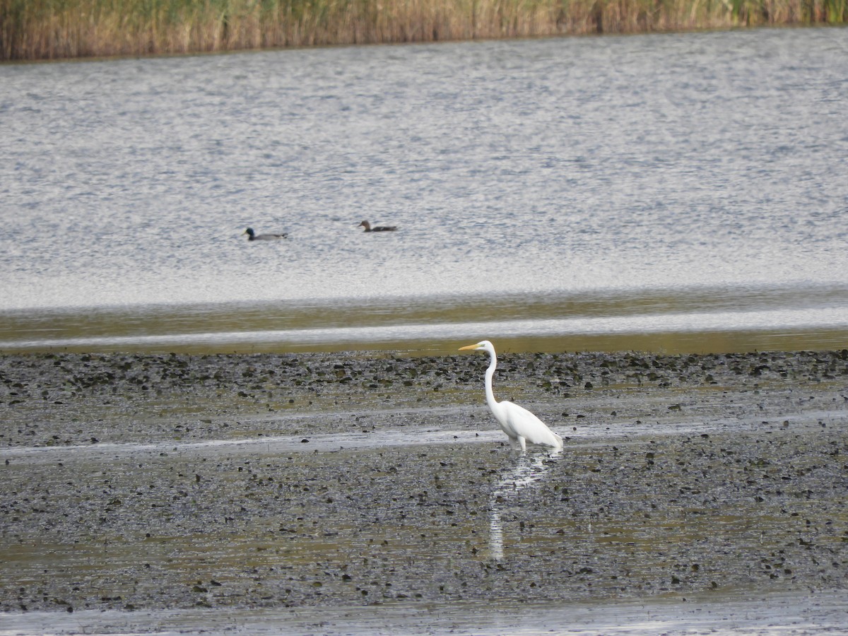 Great Egret - ML73304841