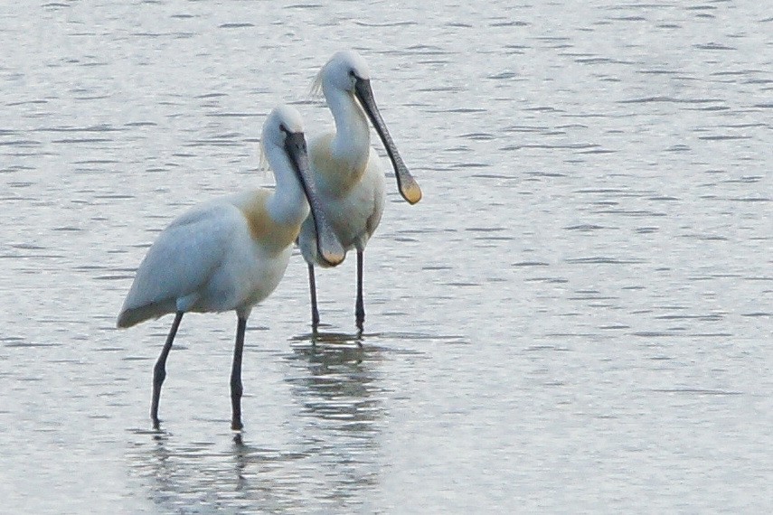 Eurasian Spoonbill - ML73305131