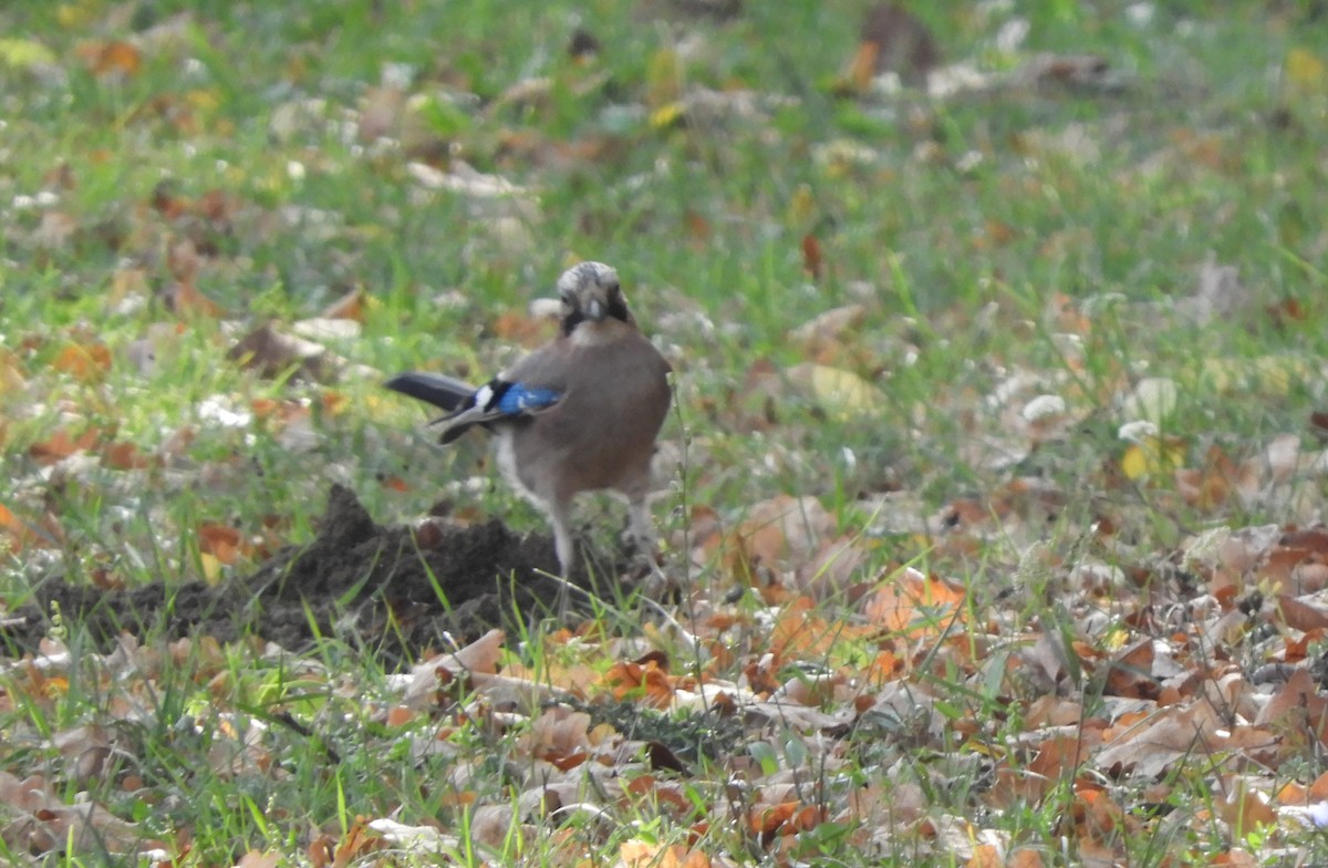 Eurasian Jay - ML73305301