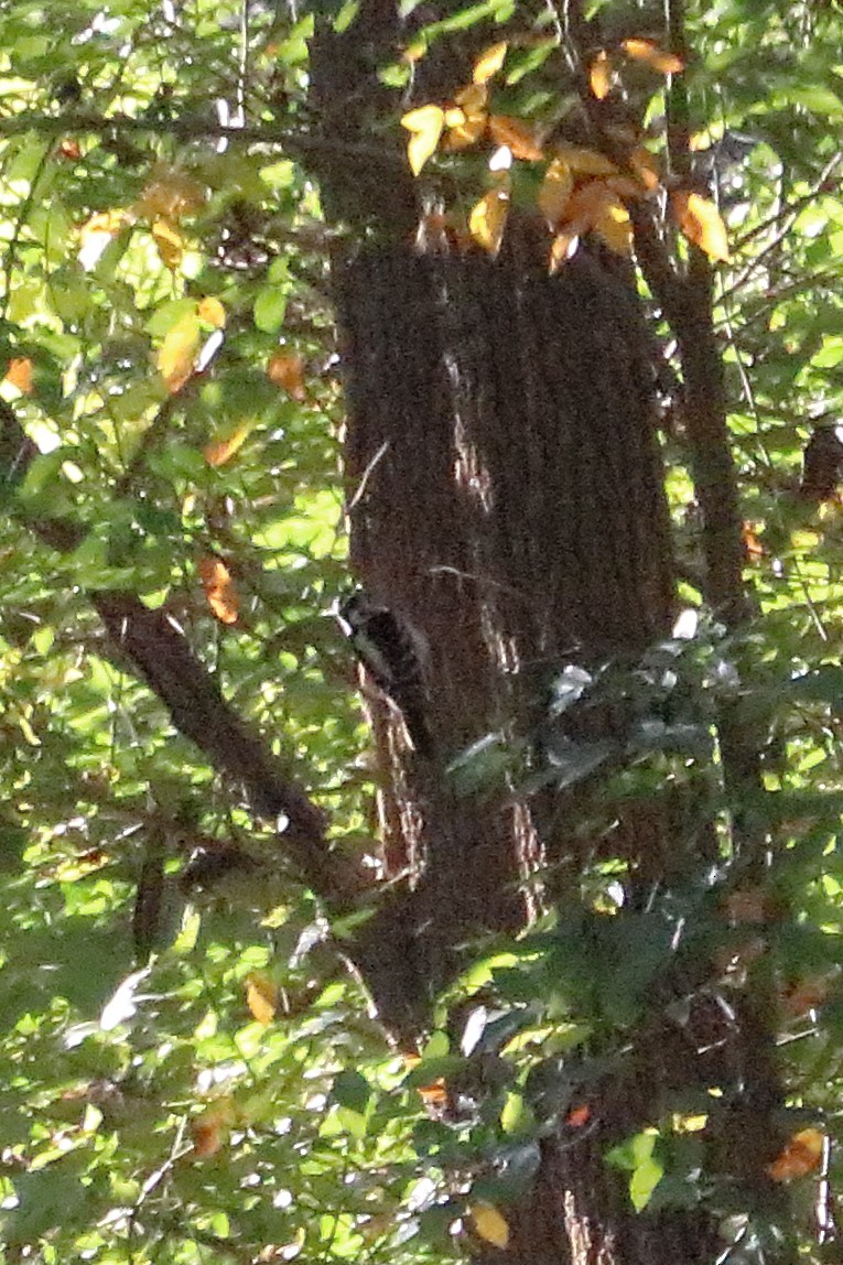 Hairy Woodpecker - ML73305741