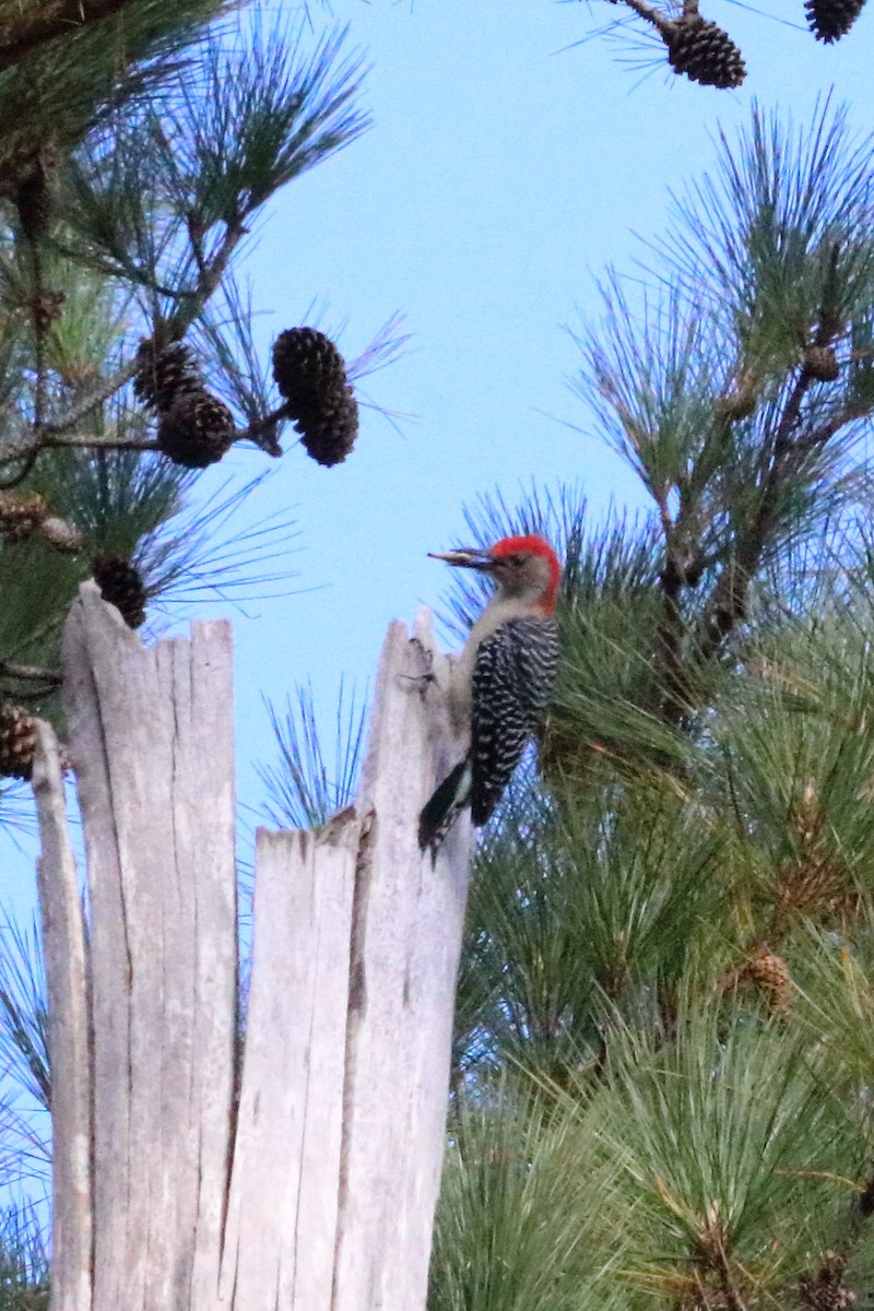 Red-bellied Woodpecker - ML73305801