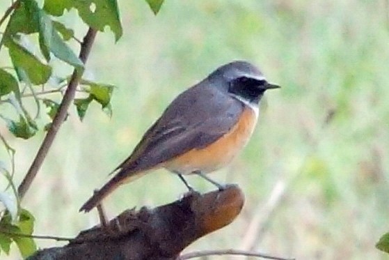 Common Redstart - ML73306311